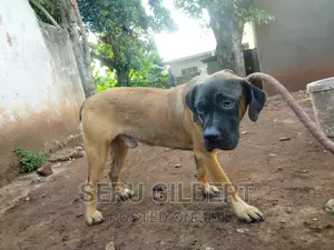 1-3 months Male Purebred Boerboel