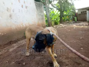 3-6 months Male Purebred Boerboel