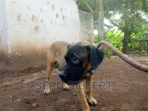 6-12 months Male Purebred Boerboel