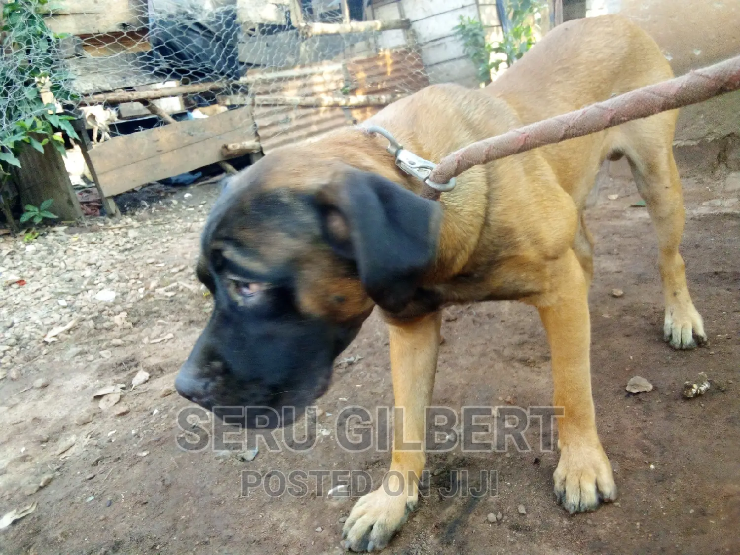 6-12 months Male Purebred Boerboel