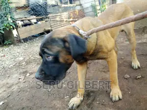 6-12 months Male Purebred Boerboel