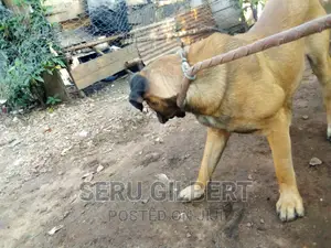 6-12 months Male Purebred Boerboel