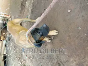 6-12 months Male Purebred Boerboel