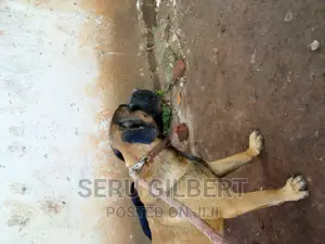 6-12 months Male Purebred Boerboel