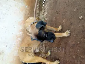 3-6 months Male Purebred Boerboel