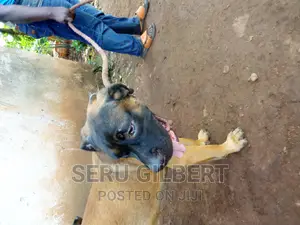 3-6 months Male Purebred Boerboel