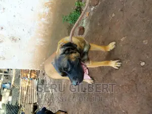 6-12 months Male Purebred Boerboel