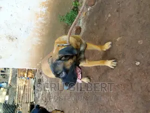 3-6 months Male Purebred Boerboel