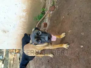 6-12 months Male Purebred Boerboel