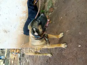 3-6 months Male Purebred Boerboel