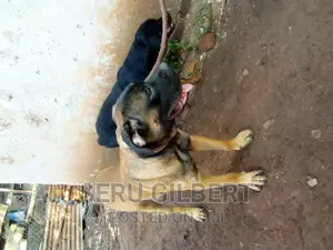 3-6 months Male Purebred Boerboel