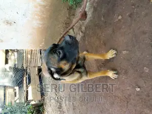 6-12 months Male Purebred Boerboel