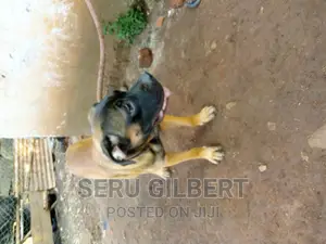 6-12 months Male Purebred Boerboel