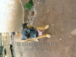 6-12 months Male Purebred Boerboel