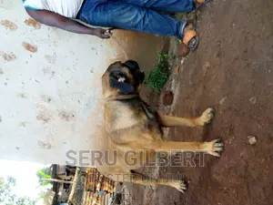 6-12 months Male Purebred Boerboel