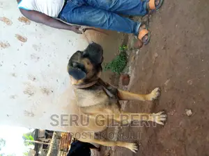 6-12 months Male Purebred Boerboel
