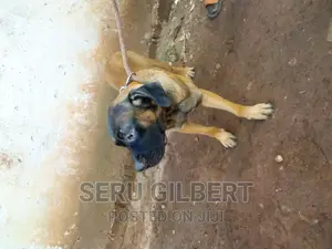 6-12 months Male Purebred Boerboel