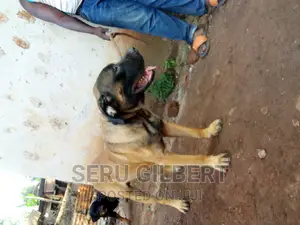 6-12 months Male Purebred Boerboel