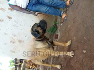 3-6 months Male Purebred Boerboel