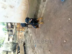 3-6 months Female Purebred Rottweiler