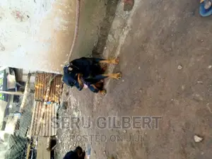 6-12 months Female Purebred Rottweiler
