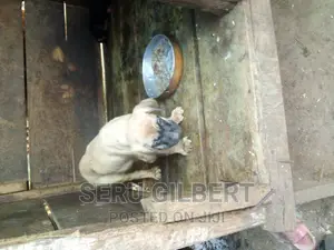 3-6 months Male Purebred Boerboel