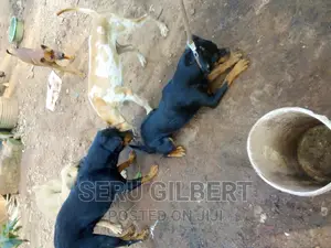 6-12 months Female Purebred Rottweiler