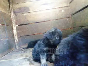 1-3 months Male Purebred German Shepherd