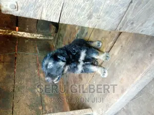 3-6 months Male Purebred German Shepherd