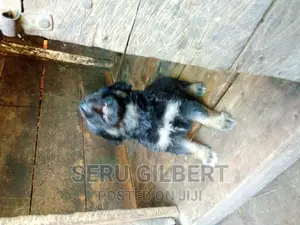 0-1 month Male Purebred German Shepherd