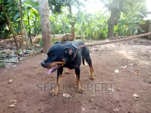 3-6 months Female Purebred Rottweiler