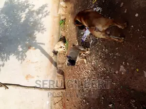 1-3 months Female Purebred Boerboel