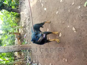 3-6 months Female Purebred Rottweiler