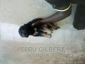 1-3 months Male Purebred German Shepherd