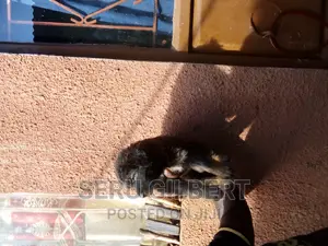 0-1 month Male Purebred German Shepherd