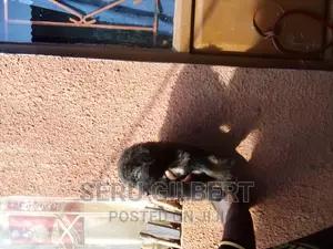 1-3 months Male Purebred German Shepherd
