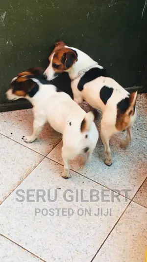 1-3 months Male Purebred Jack Russell Terrier