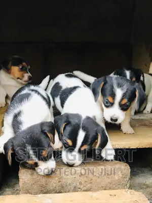 1-3 months Male Purebred Jack Russell Terrier