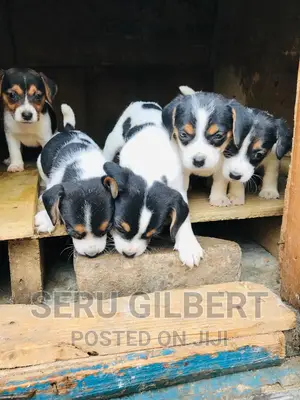 1-3 months Male Purebred Jack Russell Terrier