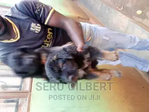 1-3 months Male Purebred German Shepherd