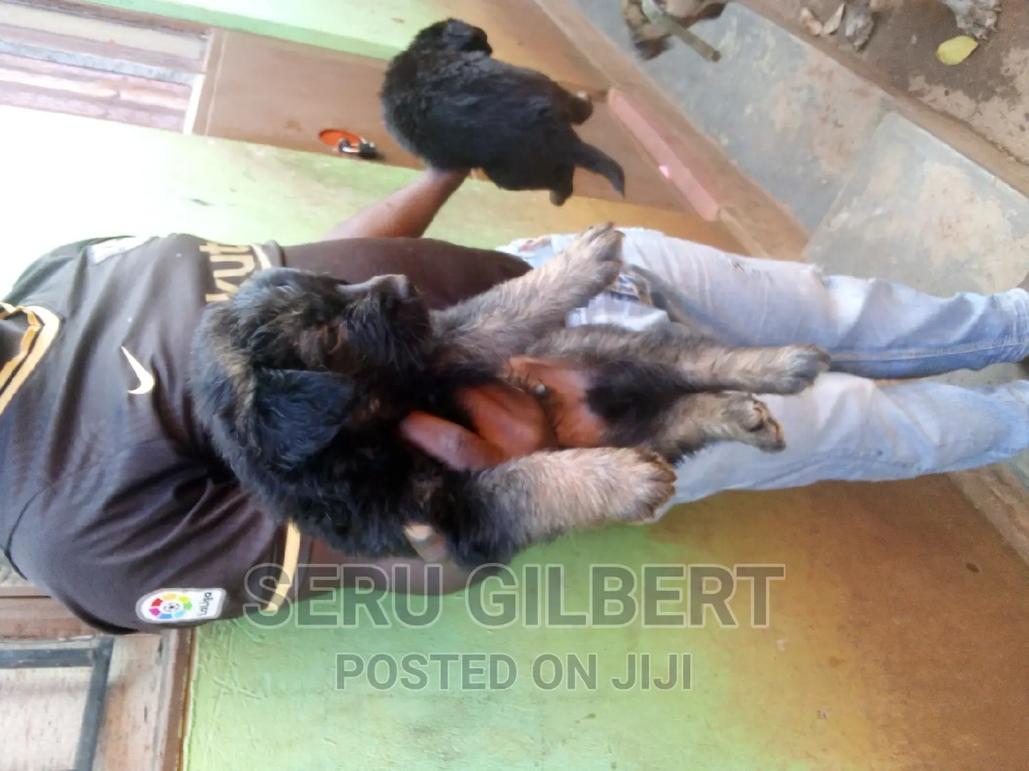 1-3 months Male Purebred German Shepherd