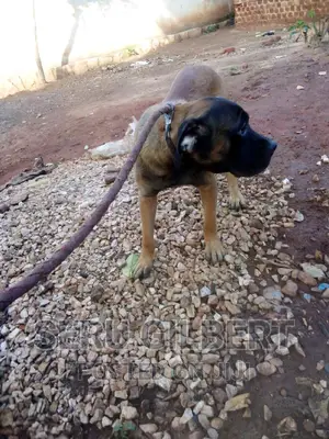 1-3 months Male Purebred Boerboel