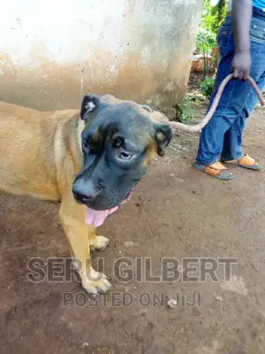 3-6 months Male Purebred Boerboel