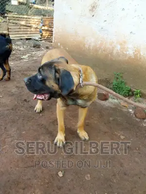 3-6 months Male Purebred Boerboel