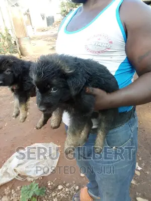 1-3 months Male Purebred German Shepherd
