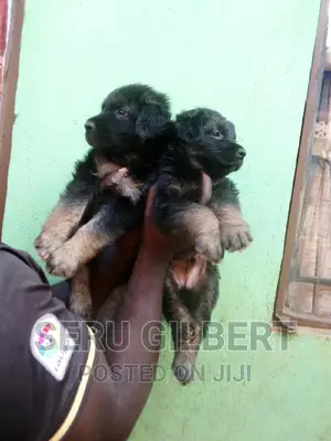 1-3 months Male Purebred German Shepherd
