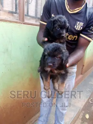 1-3 months Male Purebred German Shepherd