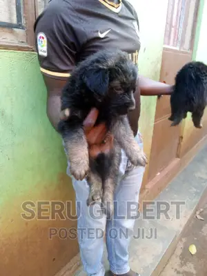 0-1 month Male Purebred German Shepherd