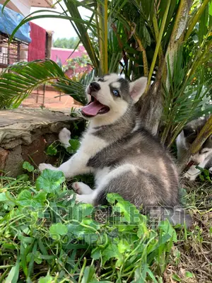 3-6 months Male Purebred Siberian Husky