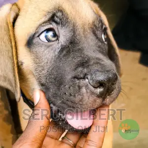 1-3 months Male Purebred Boerboel
